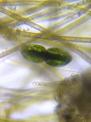 Pleurotaenium ovatum