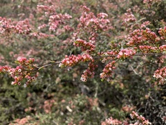 Thryptomene calycina