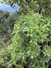 Scaevola gaudichaudiana