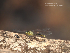 Austrogomphus australis