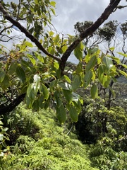 Metrosideros macropus