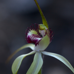 Caladenia × coactescens