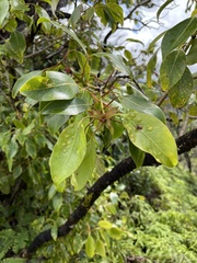 Metrosideros macropus