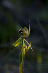 Caladenia crebra