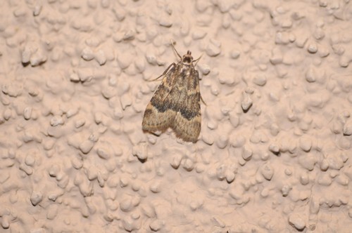 Aglossa cacamica photo 3