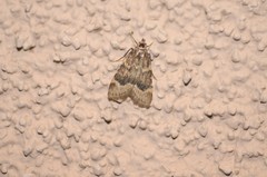Aglossa cacamica
