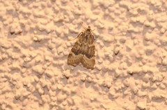 Aglossa cacamica