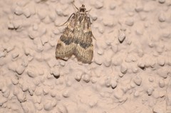 Aglossa cacamica