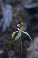 Caladenia × coactescens