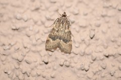 Aglossa cacamica