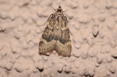 Aglossa cacamica