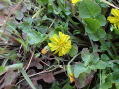 Lapsanastrum apogonoides