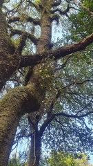 Dendrobium pugioniforme