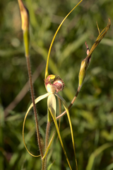 Caladenia longicauda borealis