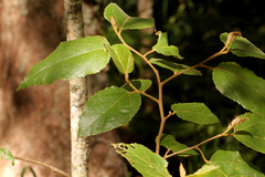 Commersonia bartramia