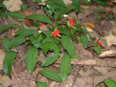 Scadoxus membranaceus