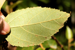 Commersonia bartramia