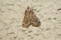Aglossa cacamica