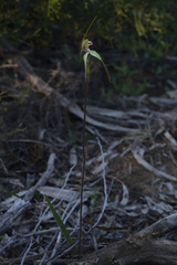 Caladenia × coactescens