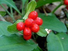 Scadoxus membranaceus