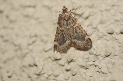 Aglossa cacamica