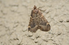 Aglossa cacamica