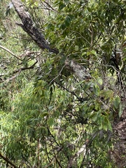 Metrosideros macropus