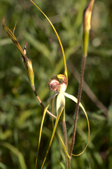 Caladenia longicauda borealis