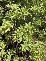 Scaevola gaudichaudiana