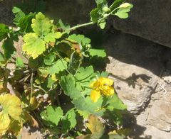 Chelidonium majus