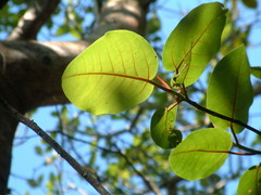 Ficus trichopoda