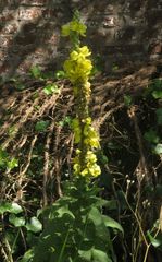 Verbascum