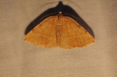 Drepanulatrix bifilata