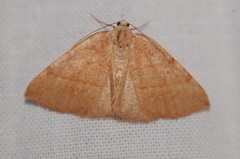 Drepanulatrix bifilata