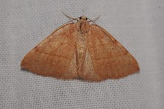 Drepanulatrix bifilata