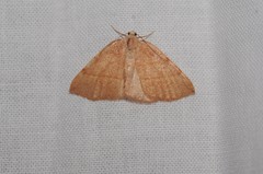 Drepanulatrix bifilata