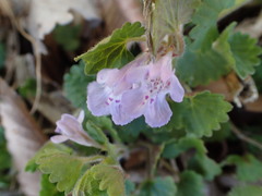 Glechoma grandis