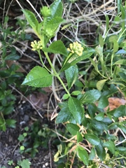 Lantana depressa