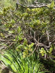 Syzygium sandwicense