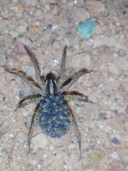 Lycosidae
