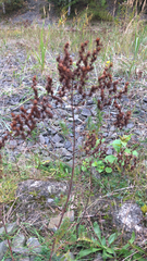 Hypericum perforatum