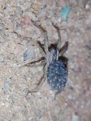 Lycosidae