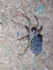 Lycosidae