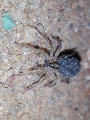 Lycosidae