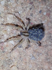 Lycosidae
