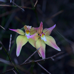 Caladenia × spectabilis