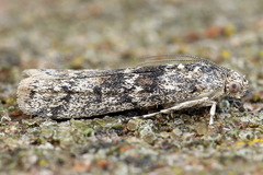 Ancylosis oblitella