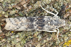 Ancylosis oblitella
