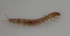 Ecnomidae