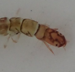 Ecnomidae